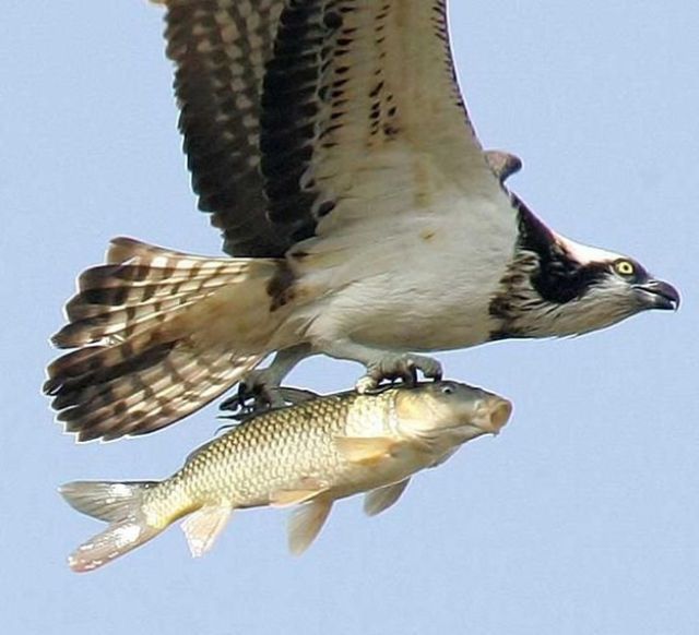 High Quality eagle carrying fish Blank Meme Template