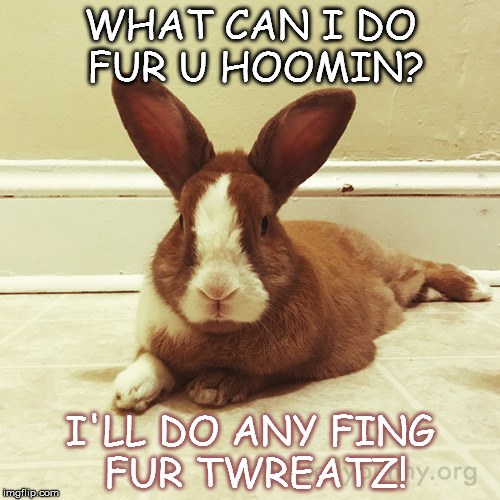 What | WHAT CAN I DO FUR U HOOMIN? I'LL DO ANY FING FUR TWREATZ! | image tagged in memes | made w/ Imgflip meme maker