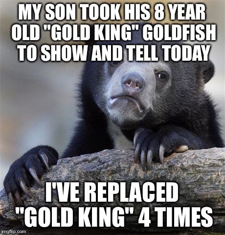 Confession Bear Meme | MY SON TOOK HIS 8 YEAR OLD "GOLD KING" GOLDFISH TO SHOW AND TELL TODAY; I'VE REPLACED "GOLD KING" 4 TIMES | image tagged in memes,confession bear | made w/ Imgflip meme maker