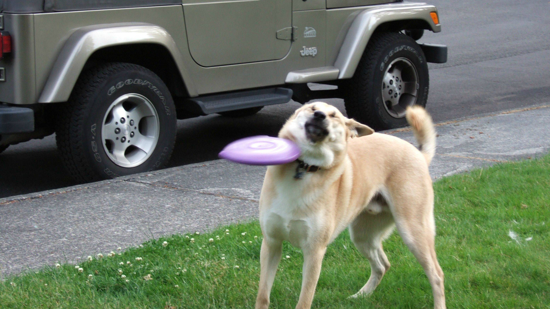 High Quality frisbee doge Blank Meme Template