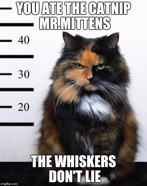 Fluffy the catnip dealer | YOU ATE THE CATNIP MR.MITTENS; THE WHISKERS DON'T LIE | image tagged in fluffy the catnip dealer | made w/ Imgflip meme maker