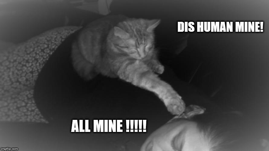 Dis human all mine | DIS HUMAN MINE! ALL MINE !!!!! | image tagged in mine,cat,meme | made w/ Imgflip meme maker
