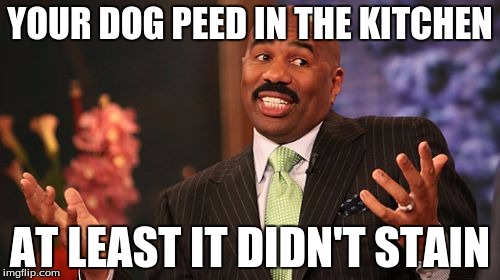 YOUR DOG PEED IN THE KITCHEN; AT LEAST IT DIDN'T STAIN | image tagged in memes,steve harvey | made w/ Imgflip meme maker