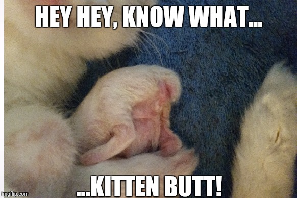 Kitten butt | HEY HEY, KNOW WHAT... ...KITTEN BUTT! | image tagged in kitten,butt | made w/ Imgflip meme maker