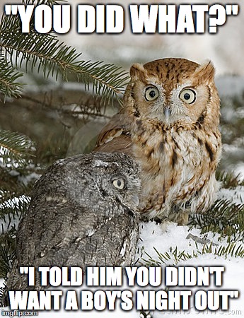 "YOU DID WHAT?"; "I TOLD HIM YOU DIDN'T WANT A BOY'S NIGHT OUT" | image tagged in owls,bros before hoes | made w/ Imgflip meme maker