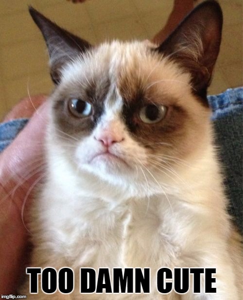 Grumpy Cat Meme | TOO DAMN CUTE | image tagged in memes,grumpy cat | made w/ Imgflip meme maker