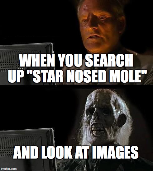 I'll Just Wait Here | WHEN YOU SEARCH UP "STAR NOSED MOLE"; AND LOOK AT IMAGES | image tagged in memes,ill just wait here | made w/ Imgflip meme maker