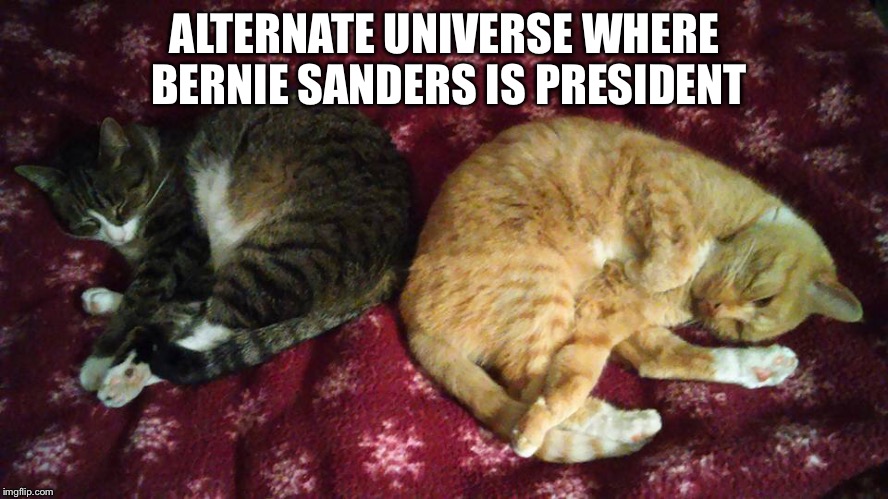 Alternate Universe | ALTERNATE UNIVERSE WHERE BERNIE SANDERS IS PRESIDENT | image tagged in alternate universe,bernie sanders,president,cats | made w/ Imgflip meme maker