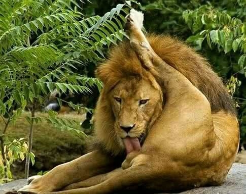 Lion licking his balls Blank Meme Template