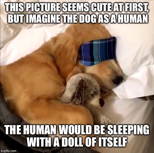 Look at it from their perspective | THIS PICTURE SEEMS CUTE AT FIRST, BUT IMAGINE THE DOG AS A HUMAN; THE HUMAN WOULD BE SLEEPING WITH A DOLL OF ITSELF | image tagged in golden retriever,dogs | made w/ Imgflip meme maker