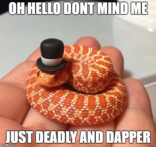 snake in top hat | OH HELLO DONT MIND ME; JUST DEADLY AND DAPPER | image tagged in snake in top hat | made w/ Imgflip meme maker