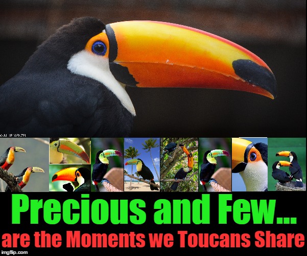 Try to Get this Song Outta your Head | Precious and Few... are the Moments we Toucans Share | image tagged in vince vance,toucans,precious and few are the moments,the moments we toucans share | made w/ Imgflip meme maker