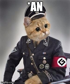grammar nazi cat | *AN | image tagged in grammar nazi cat | made w/ Imgflip meme maker