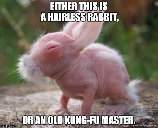 rabbits can come in many forms... | EITHER THIS IS A HAIRLESS RABBIT, OR AN OLD KUNG-FU MASTER. | image tagged in rabbit,kung fu,animals,hairless,master | made w/ Imgflip meme maker