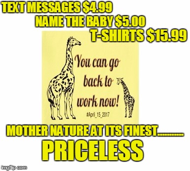 April the Giraffe and Baby | TEXT MESSAGES $4.99; NAME THE BABY $5.00; T-SHIRTS $15.99; MOTHER NATURE AT ITS FINEST........... PRICELESS | image tagged in april the giraffe,giraffe baby,birth,baby,giraffe | made w/ Imgflip meme maker