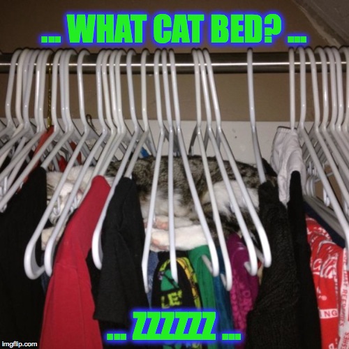 Don't need no cat bed | ... WHAT CAT BED? ... ... ZZZZZZ ... | image tagged in zzzzz | made w/ Imgflip meme maker