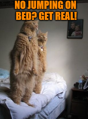 When The Owner's Away, The Cats Will Play | NO JUMPING ON BED? GET REAL! | image tagged in memes,cats,animals,jumping on the bed,time for backflips,when the owners away the cats will play | made w/ Imgflip meme maker