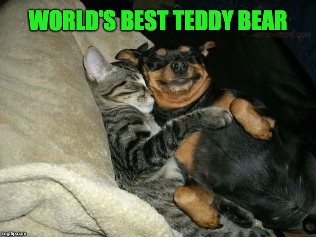 Cuddle Buddies | WORLD'S BEST TEDDY BEAR | image tagged in bliss | made w/ Imgflip meme maker