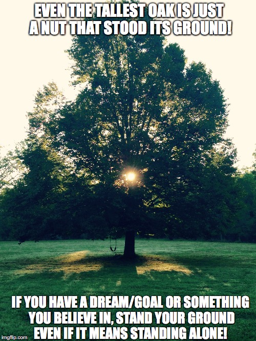 STAND YOUR GROUND | EVEN THE TALLEST OAK IS JUST A NUT THAT STOOD ITS GROUND! IF YOU HAVE A DREAM/GOAL OR SOMETHING YOU BELIEVE IN, STAND YOUR GROUND EVEN IF IT MEANS STANDING ALONE! | image tagged in inspire | made w/ Imgflip meme maker