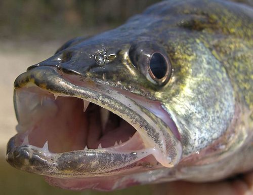 High Quality Walleye Blank Meme Template