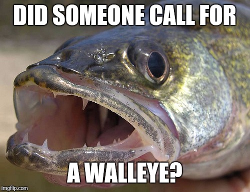 Walleye | DID SOMEONE CALL FOR; A WALLEYE? | image tagged in walleye | made w/ Imgflip meme maker