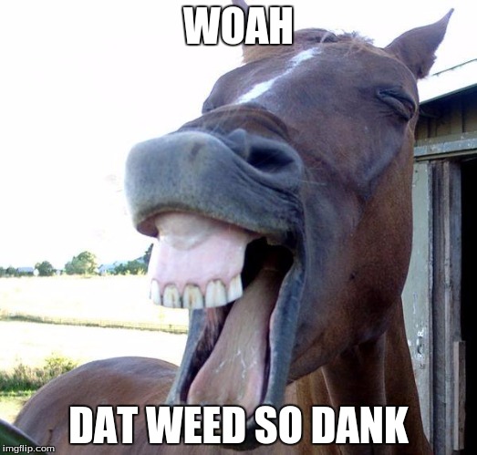 Horse | WOAH; DAT WEED SO DANK | image tagged in horse | made w/ Imgflip meme maker