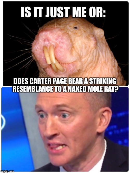 IS IT JUST ME OR:; DOES CARTER PAGE BEAR A STRIKING RESEMBLANCE TO A NAKED MOLE RAT? | image tagged in carter page naked mole rat | made w/ Imgflip meme maker