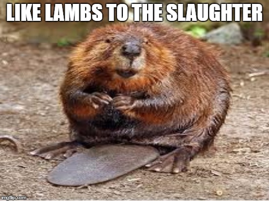LIKE LAMBS TO THE SLAUGHTER | made w/ Imgflip meme maker