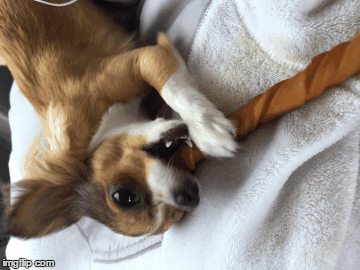 Gracie | image tagged in gifs,gracie | made w/ Imgflip images-to-gif maker