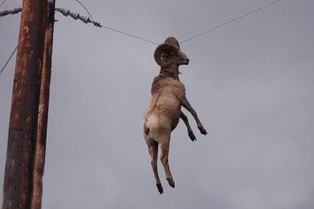 High Quality hanging goat Blank Meme Template
