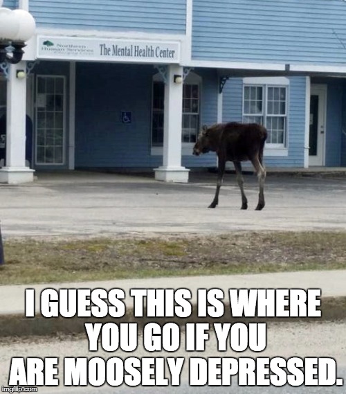 Moosely depression is the problem here. | I GUESS THIS IS WHERE YOU GO IF YOU ARE MOOSELY DEPRESSED. | image tagged in moose | made w/ Imgflip meme maker