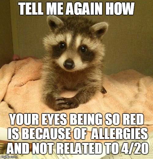 But I feel a sneeze coming on... | TELL ME AGAIN HOW; YOUR EYES BEING SO RED IS BECAUSE OF  ALLERGIES AND NOT RELATED TO 4/20 | image tagged in 420,raccoon | made w/ Imgflip meme maker