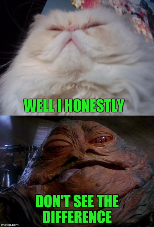 Cat The Hutt | WELL I HONESTLY; DON'T SEE THE DIFFERENCE | image tagged in memes,funny,cats | made w/ Imgflip meme maker