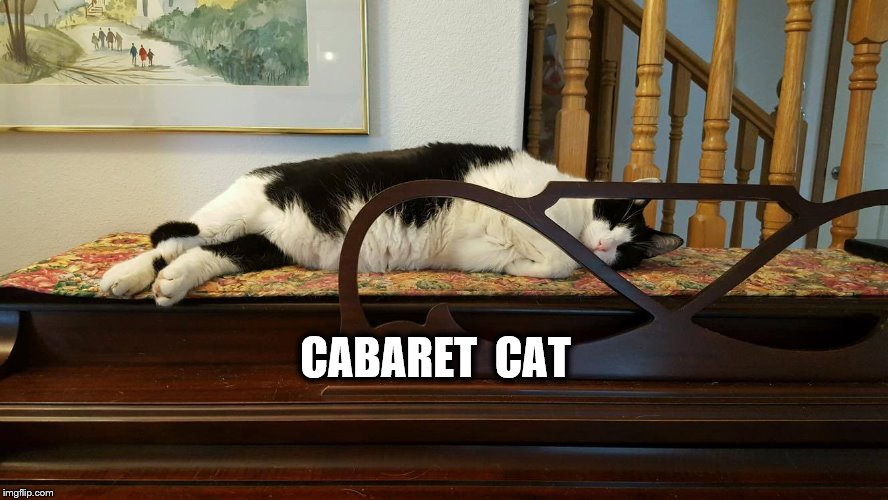 Cabaret cat | CABARET  CAT | image tagged in cabet cat | made w/ Imgflip meme maker