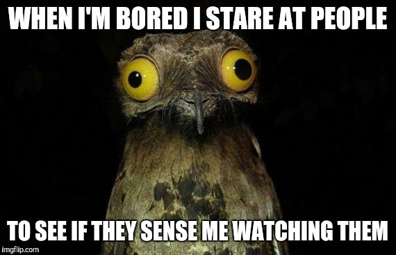 And if they actually look at me, I can't help but laugh | WHEN I'M BORED I STARE AT PEOPLE; TO SEE IF THEY SENSE ME WATCHING THEM | image tagged in memes,weird stuff i do potoo | made w/ Imgflip meme maker