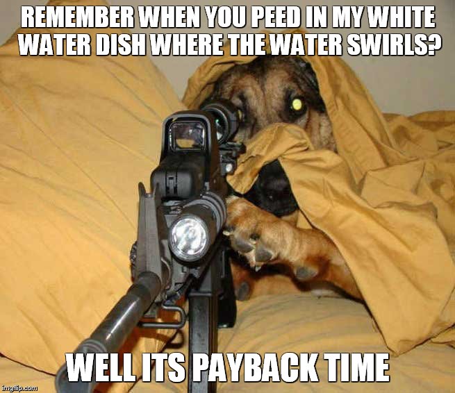 Dogs rule | REMEMBER WHEN YOU PEED IN MY WHITE WATER DISH WHERE THE WATER SWIRLS? WELL ITS PAYBACK TIME | image tagged in meme,funny,dogs,laugh,happy | made w/ Imgflip meme maker