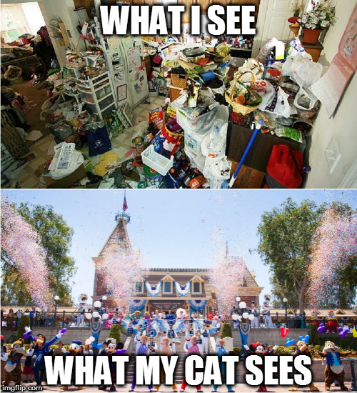 What my Cat Sees | WHAT I SEE; WHAT MY CAT SEES | image tagged in cute cats,disney,disneyland | made w/ Imgflip meme maker