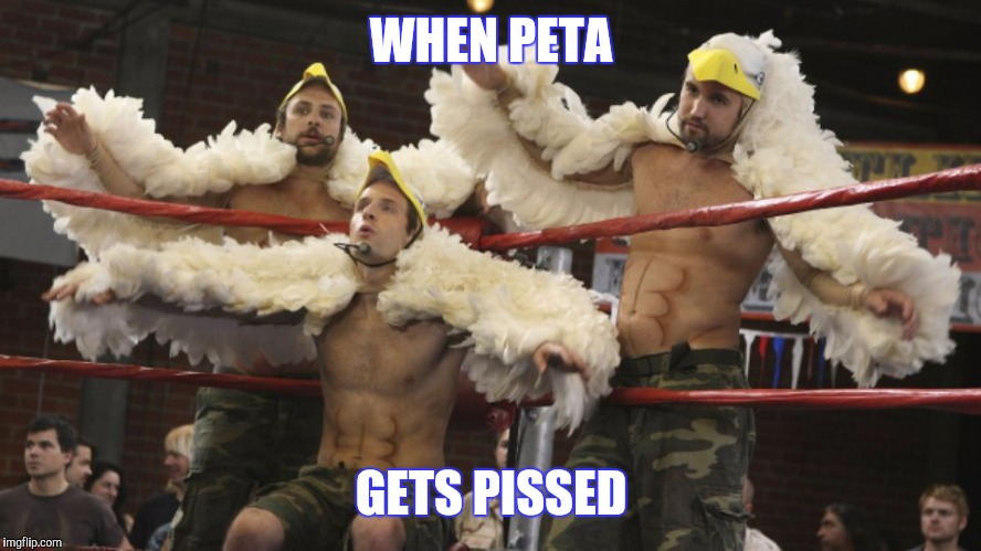 BIRDS OF WAR | WHEN PETA; GETS PISSED | image tagged in petapissed,funny | made w/ Imgflip meme maker