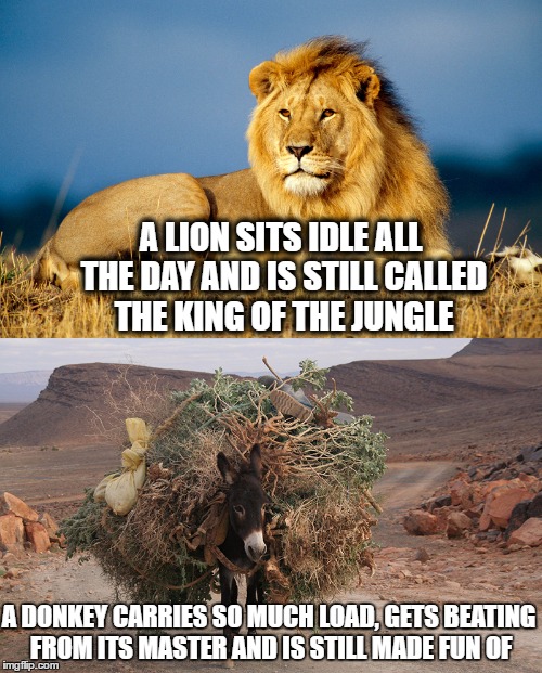 A LION SITS IDLE ALL THE DAY AND IS STILL CALLED THE KING OF THE JUNGLE; A DONKEY CARRIES SO MUCH LOAD, GETS BEATING FROM ITS MASTER AND IS STILL MADE FUN OF | image tagged in lion,donkey,meme | made w/ Imgflip meme maker