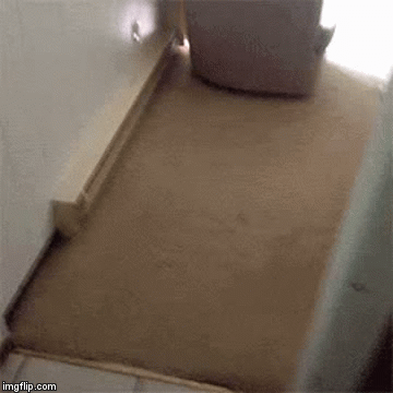 Who wants a cookie? | image tagged in gifs,funny,dog | made w/ Imgflip video-to-gif maker
