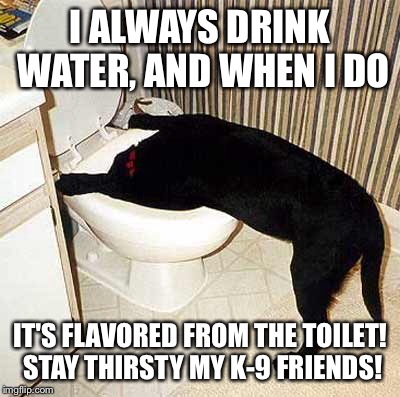 I ALWAYS DRINK WATER, AND WHEN I DO IT'S FLAVORED FROM THE TOILET! STAY THIRSTY MY K-9 FRIENDS! | made w/ Imgflip meme maker