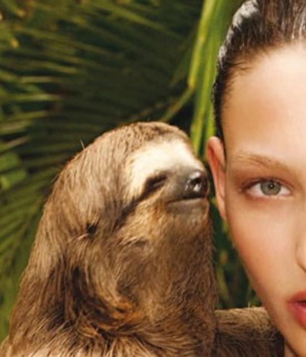 rape sloth Blank Meme Template