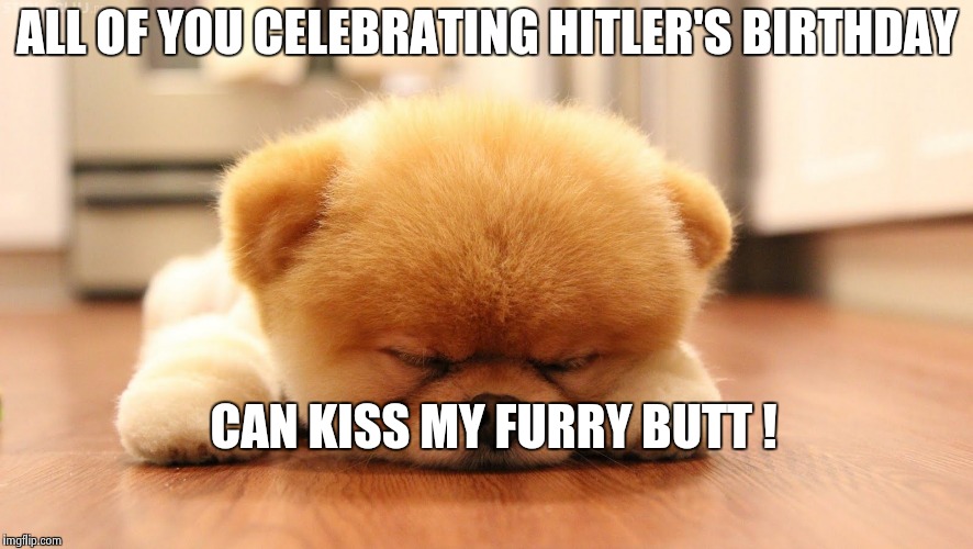 Sleeping dog | ALL OF YOU CELEBRATING HITLER'S BIRTHDAY CAN KISS MY FURRY BUTT ! | image tagged in sleeping dog | made w/ Imgflip meme maker