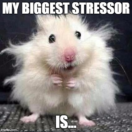Stressed Mouse | MY BIGGEST STRESSOR; IS... | image tagged in stressed mouse | made w/ Imgflip meme maker