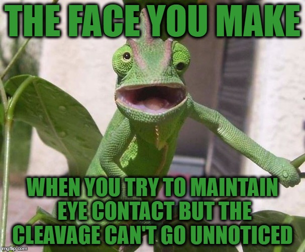 How to Make Eye Contact when Cleavage is to Good to Miss.   |  THE FACE YOU MAKE; WHEN YOU TRY TO MAINTAIN EYE CONTACT BUT THE CLEAVAGE CAN'T GO UNNOTICED | image tagged in animals,memes,cleavage week,cleavage,funny animals,the face you make | made w/ Imgflip meme maker