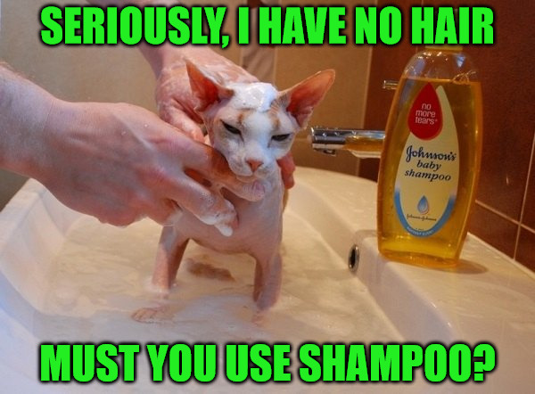 Don't Forget to Shampoo Your Hairless Cat | SERIOUSLY, I HAVE NO HAIR; MUST YOU USE SHAMPOO? | image tagged in memes,cats,animals,shampoo,sink bath,no tears | made w/ Imgflip meme maker