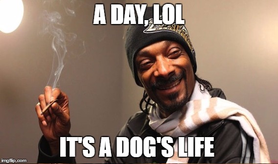 A DAY, LOL IT'S A DOG'S LIFE | made w/ Imgflip meme maker