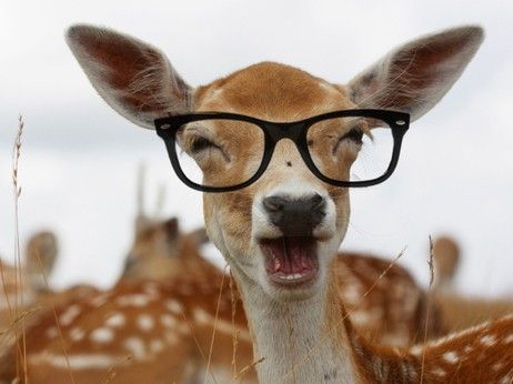 High Quality Deer glasses Blank Meme Template
