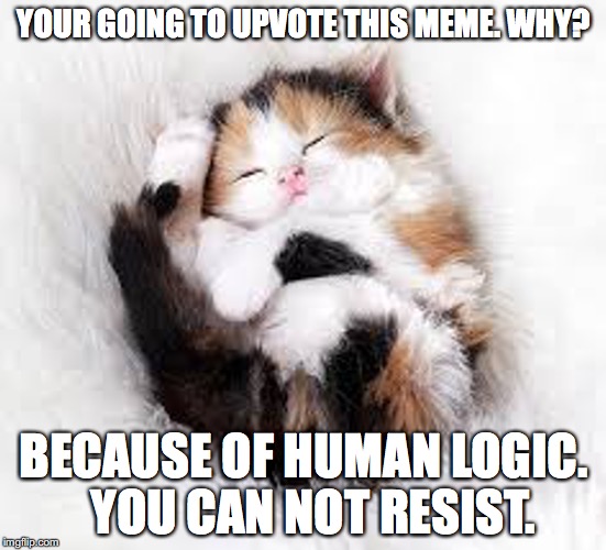 1st rule of Imgflip, upvote cats. | YOUR GOING TO UPVOTE THIS MEME. WHY? BECAUSE OF HUMAN LOGIC.  YOU CAN NOT RESIST. | image tagged in cats,funny | made w/ Imgflip meme maker