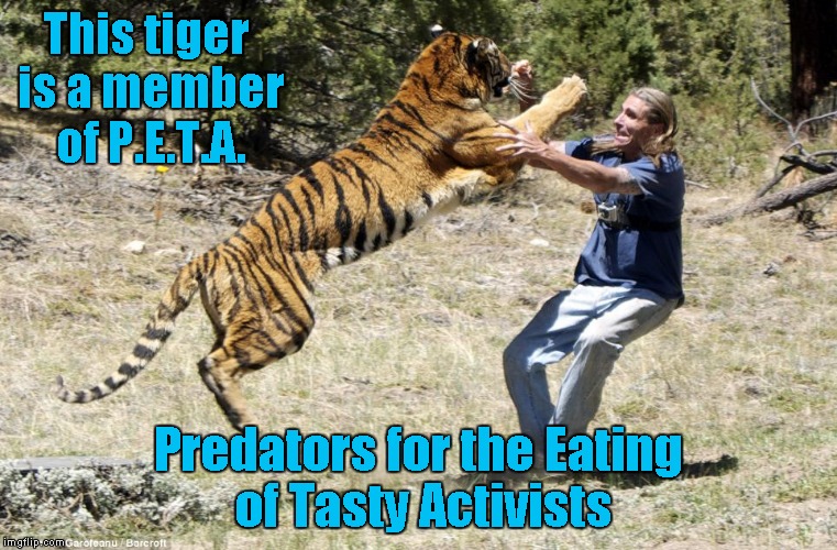 This tiger is a member of P.E.T.A. Predators for the Eating of Tasty Activists | made w/ Imgflip meme maker